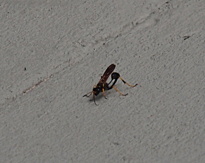 [An insect is on the pavement. It has black and yellow legs. Its wings are dark and held above the open spot on its body.]